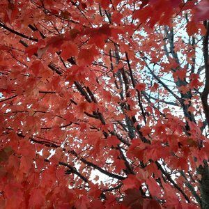 Meet your Posher, seatothesky